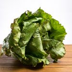 Lechuga